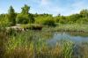 Three Sisters Dragolfly Pond